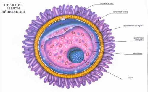 Гибель яйцеклетки