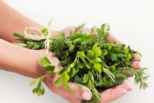 Лекарственные травы против лишних килограммов